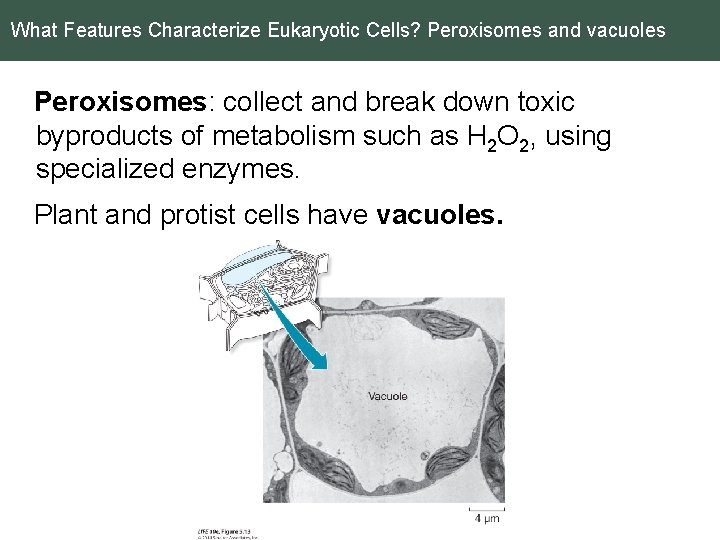 What Features Characterize Eukaryotic Cells? Peroxisomes and vacuoles Peroxisomes: collect and break down toxic