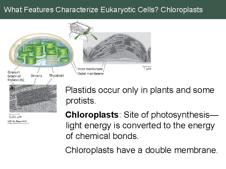 What Features Characterize Eukaryotic Cells? Chloroplasts Plastids occur only in plants and some protists.