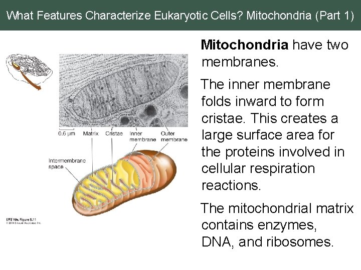 What Features Characterize Eukaryotic Cells? Mitochondria (Part 1) Mitochondria have two membranes. The inner