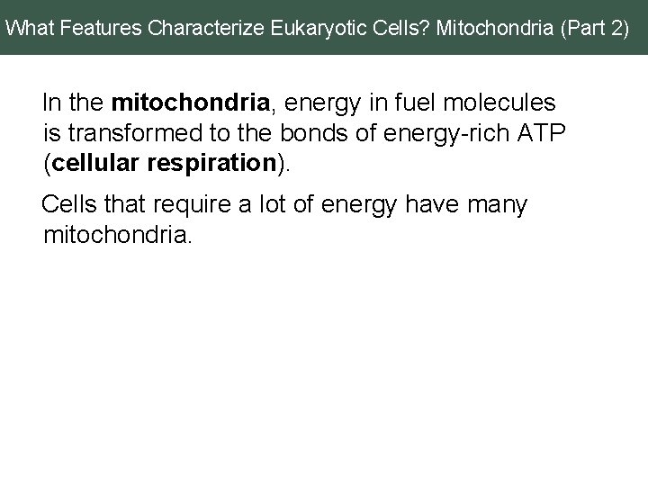 What Features Characterize Eukaryotic Cells? Mitochondria (Part 2) In the mitochondria, energy in fuel