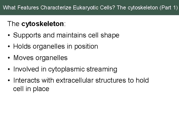 What Features Characterize Eukaryotic Cells? The cytoskeleton (Part 1) The cytoskeleton: • Supports and