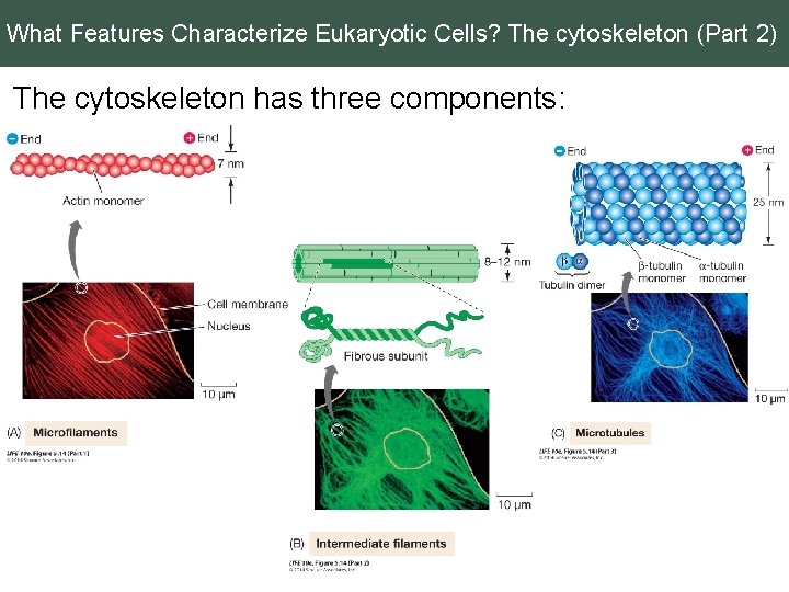 What Features Characterize Eukaryotic Cells? The cytoskeleton (Part 2) The cytoskeleton has three components: