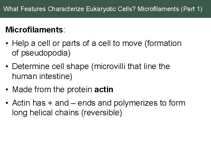 What Features Characterize Eukaryotic Cells? Microfilaments (Part 1) Microfilaments: • Help a cell or