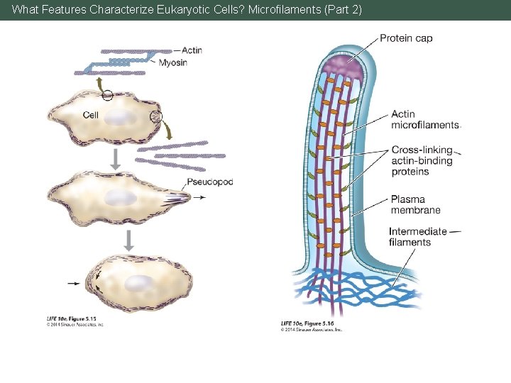 What Features Characterize Eukaryotic Cells? Microfilaments (Part 2) 