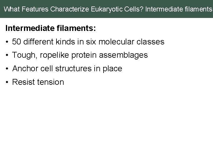 What Features Characterize Eukaryotic Cells? Intermediate filaments: • 50 different kinds in six molecular