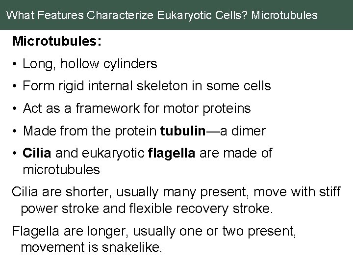 What Features Characterize Eukaryotic Cells? Microtubules: • Long, hollow cylinders • Form rigid internal