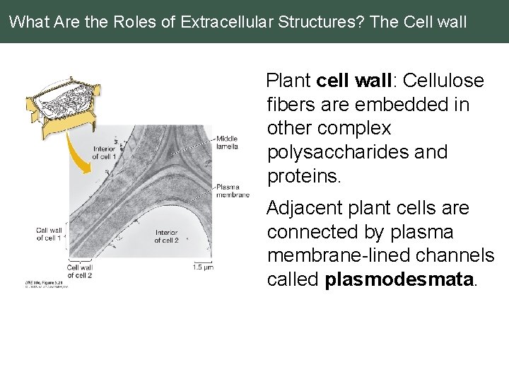 What Are the Roles of Extracellular Structures? The Cell wall Plant cell wall: Cellulose