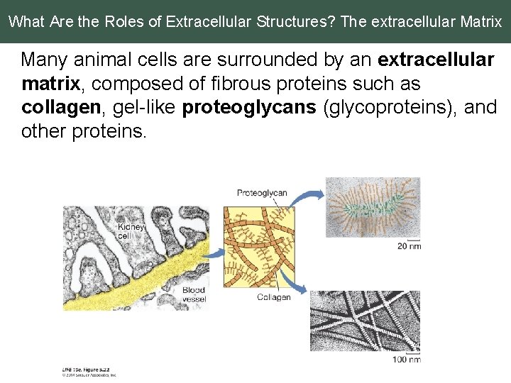 What Are the Roles of Extracellular Structures? The extracellular Matrix Many animal cells are
