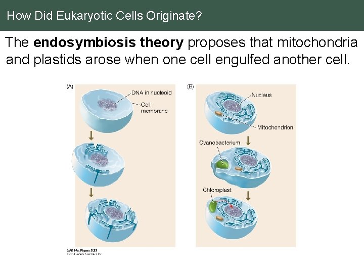 How Did Eukaryotic Cells Originate? The endosymbiosis theory proposes that mitochondria and plastids arose