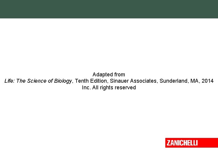 Adapted from Life: The Science of Biology, Tenth Edition, Sinauer Associates, Sunderland, MA, 2014