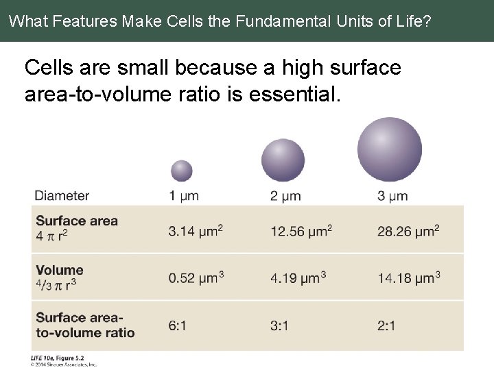 What Features Make Cells the Fundamental Units of Life? Cells are small because a