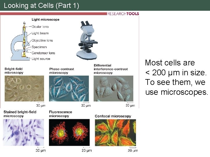 Looking at Cells (Part 1) Most cells are < 200 μm in size. To