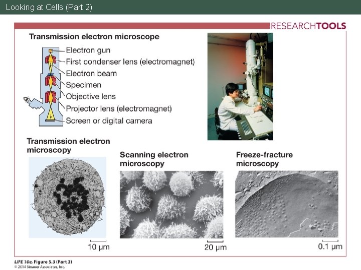 Looking at Cells (Part 2) 