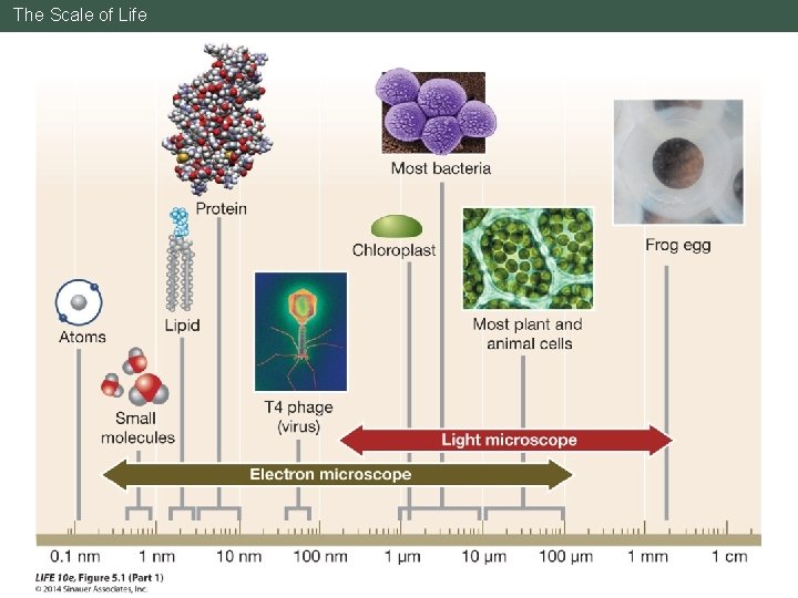 The Scale of Life 