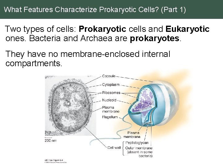 What Features Characterize Prokaryotic Cells? (Part 1) Two types of cells: Prokaryotic cells and