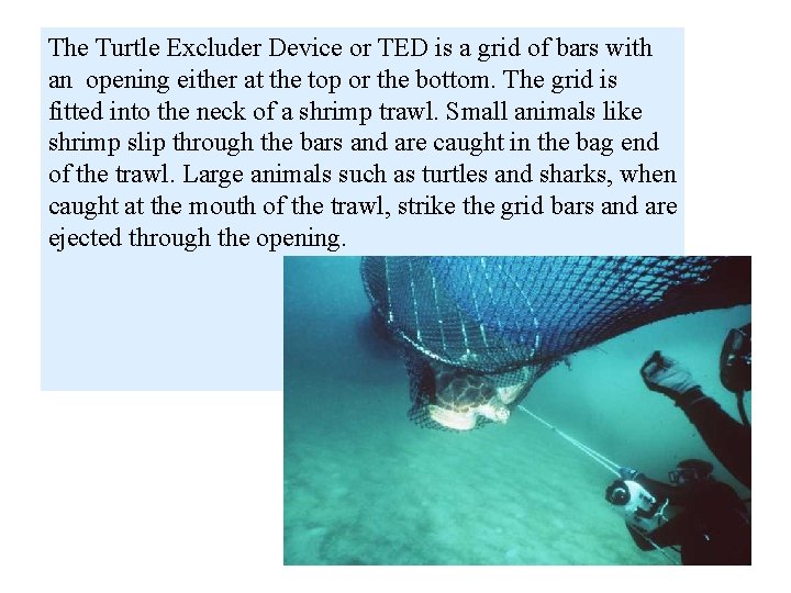 The Turtle Excluder Device or TED is a grid of bars with an opening