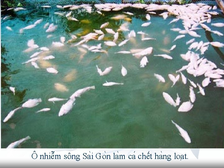 Ô nhiê m sông Sa i Go n la m ca chê t ha