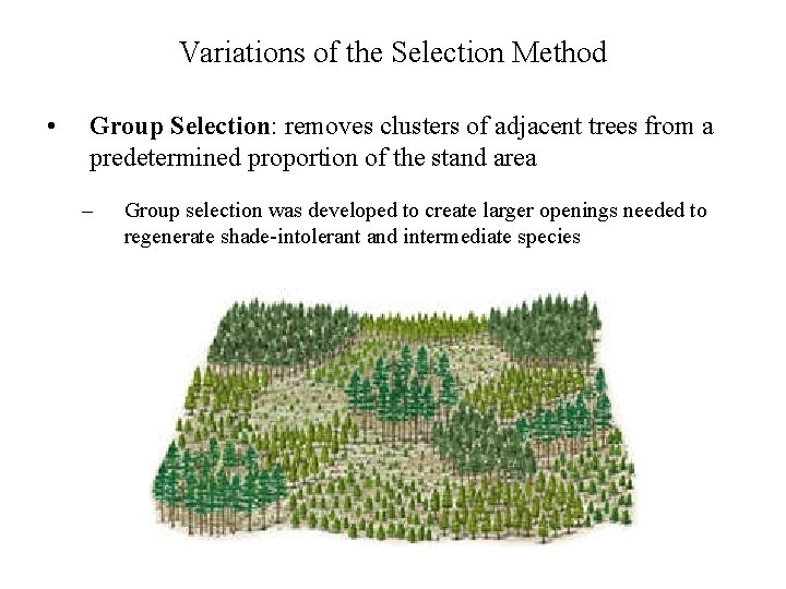 Variations of the Selection Method • Group Selection: removes clusters of adjacent trees from