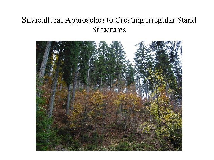 Silvicultural Approaches to Creating Irregular Stand Structures 