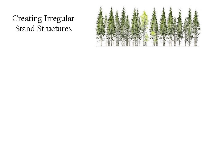 Creating Irregular Stand Structures 