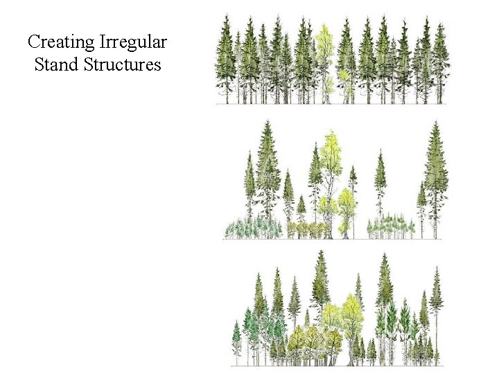 Creating Irregular Stand Structures 