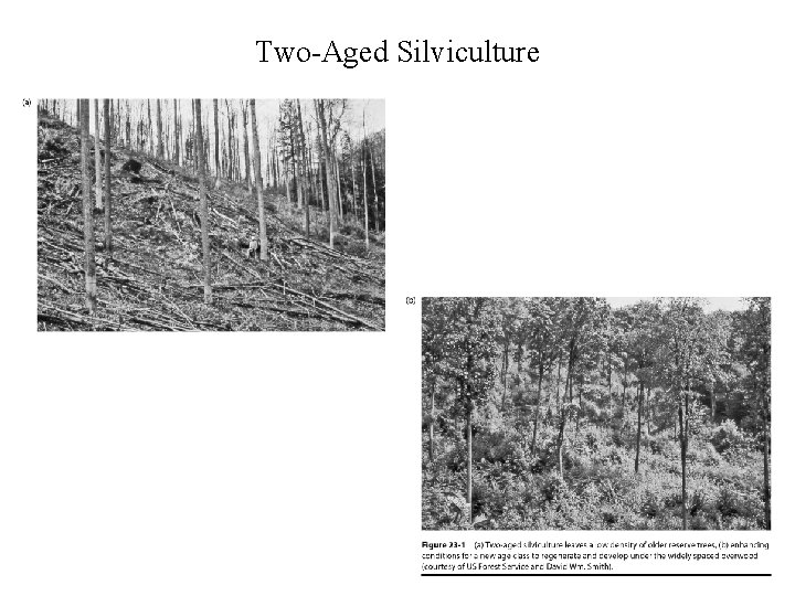 Two-Aged Silviculture 