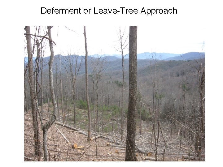 Deferment or Leave-Tree Approach 