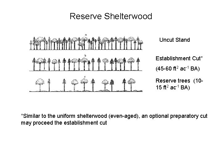 Reserve Shelterwood Uncut Stand Establishment Cut* (45 -60 ft 2 ac-1 BA) Reserve trees