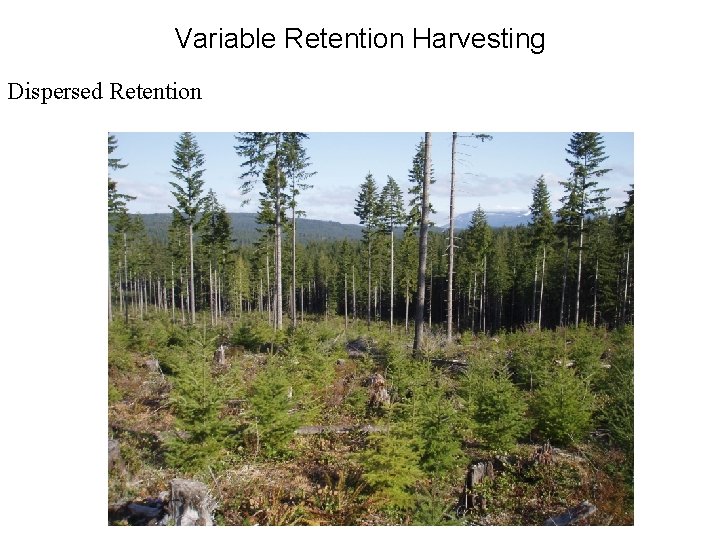 Variable Retention Harvesting Dispersed Retention 