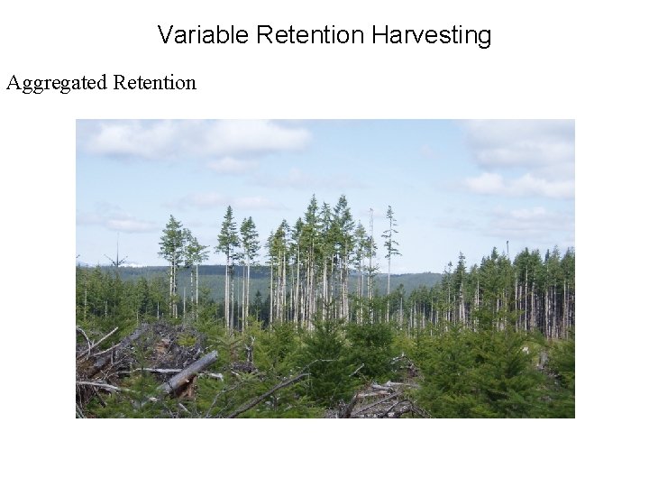 Variable Retention Harvesting Aggregated Retention 