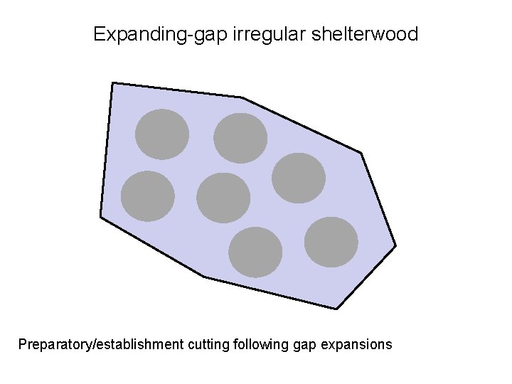 Expanding-gap irregular shelterwood Preparatory/establishment cutting following gap expansions 