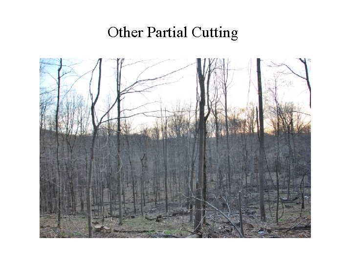 Other Partial Cutting 