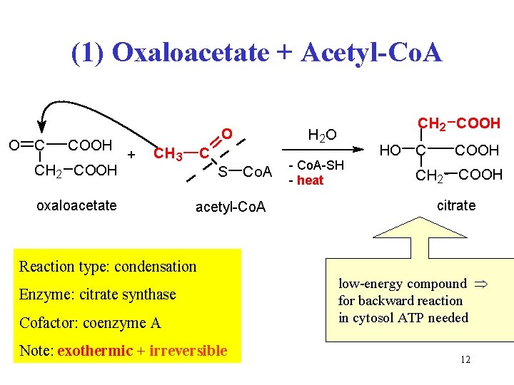 (1) Oxaloacetate + Acetyl-Co. A O C COOH CH 2 COOH O + CH