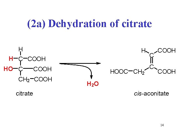 (2 a) Dehydration of citrate H H H C COOH HO C COOH CH