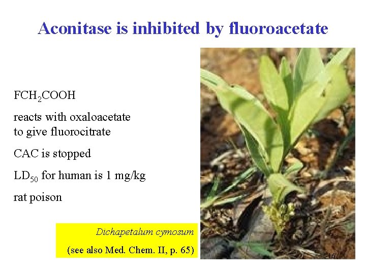 Aconitase is inhibited by fluoroacetate FCH 2 COOH reacts with oxaloacetate to give fluorocitrate
