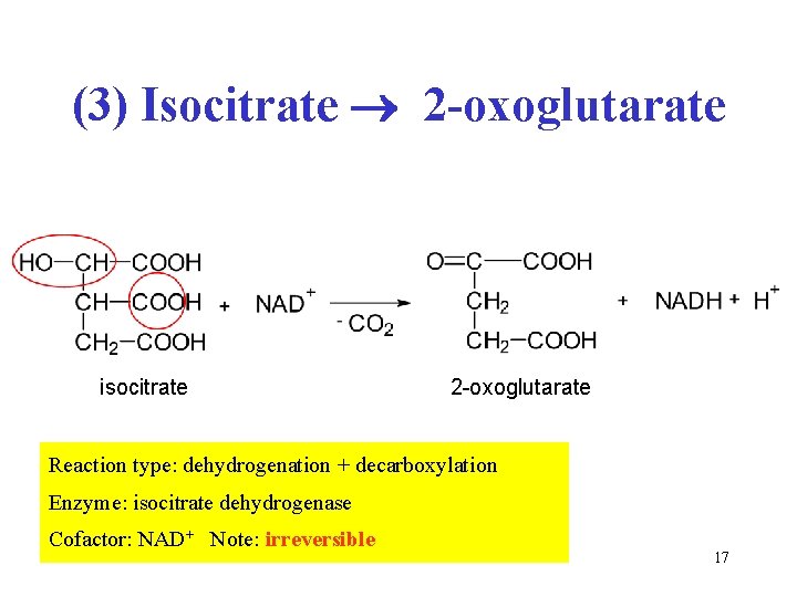 (3) Isocitrate 2 -oxoglutarate isocitrate 2 -oxoglutarate Reaction type: dehydrogenation + decarboxylation Enzyme: isocitrate