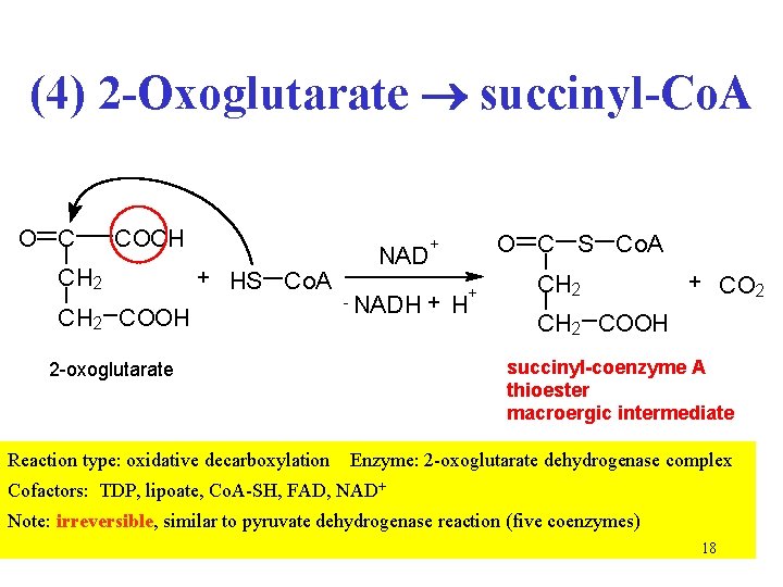 (4) 2 -Oxoglutarate succinyl-Co. A O C COOH CH 2 + HS Co. A