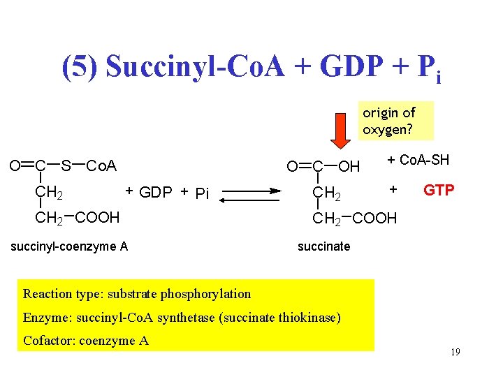 (5) Succinyl-Co. A + GDP + Pi origin of oxygen? O C S Co.