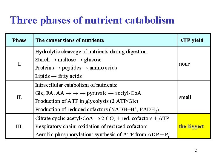 Three phases of nutrient catabolism Phase The conversions of nutrients ATP yield I. Hydrolytic