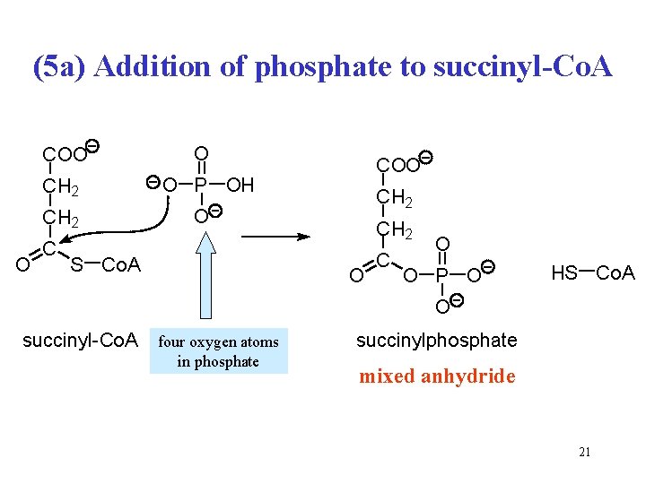 (5 a) Addition of phosphate to succinyl-Co. A COO CH 2 O COO O