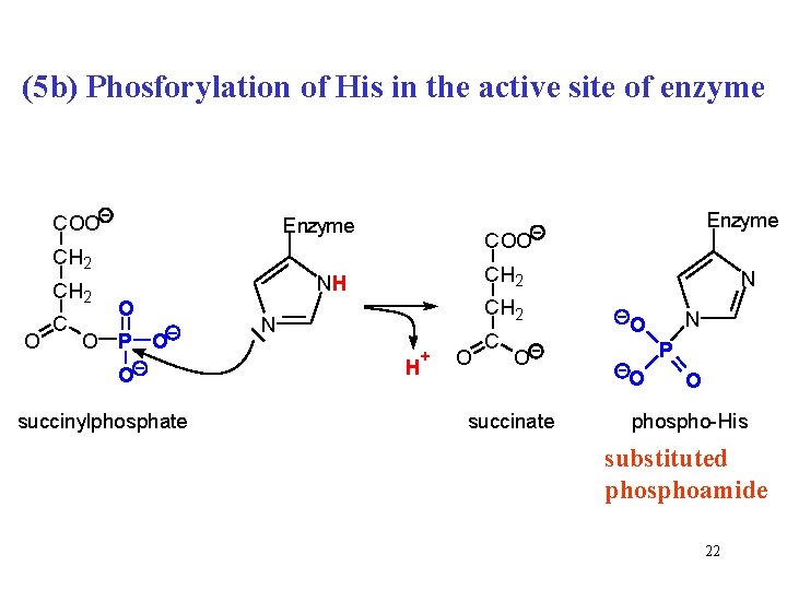 (5 b) Phosforylation of His in the active site of enzyme COO Enzyme CH