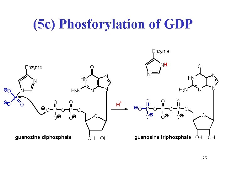 (5 c) Phosforylation of GDP Enzyme N P O O H 2 N O