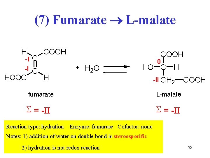 (7) Fumarate L-malate H -I C HOOC COOH H COOH + H 2 O