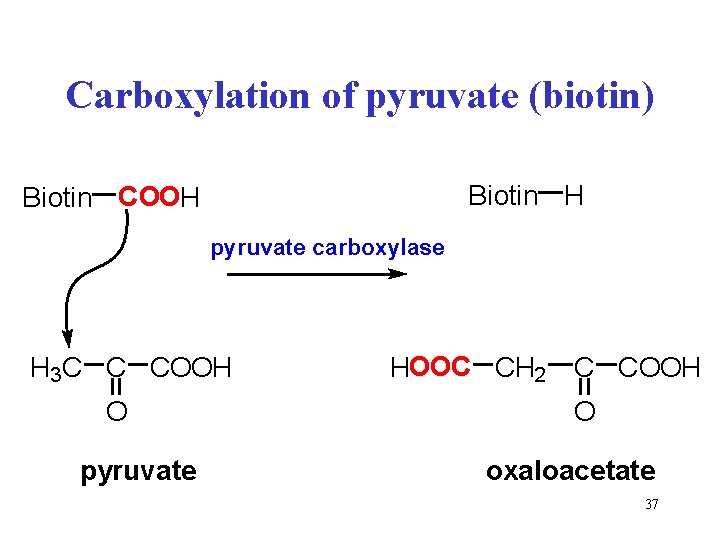 Carboxylation of pyruvate (biotin) Biotin H Biotin COOH pyruvate carboxylase H 3 C C
