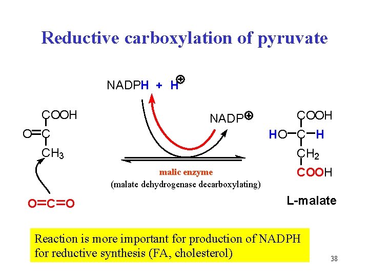 Reductive carboxylation of pyruvate NADPH + H COOH NADP O C H CH 3