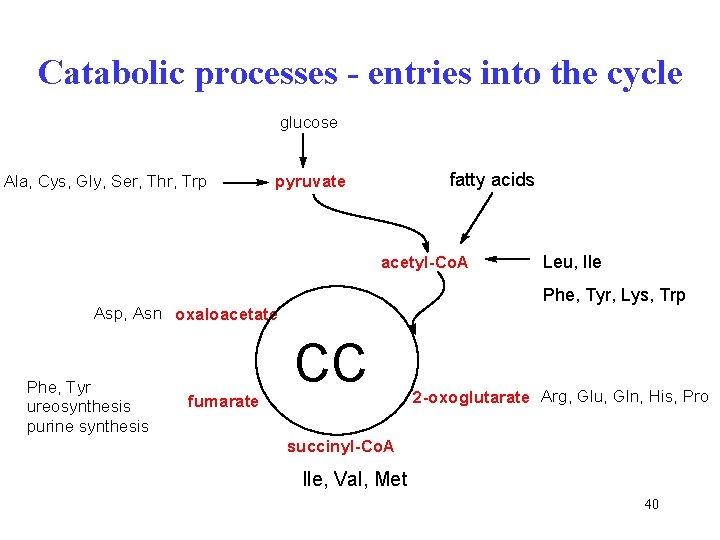 Catabolic processes - entries into the cycle glucose Ala, Cys, Gly, Ser, Thr, Trp