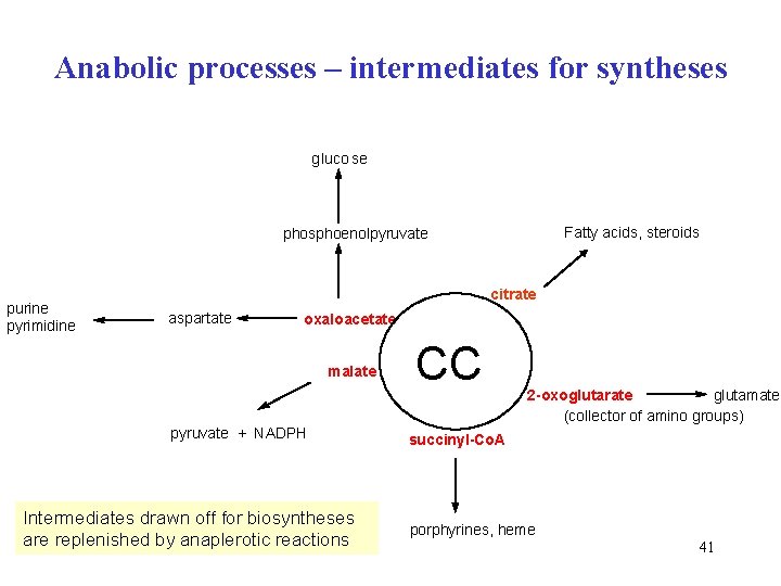 Anabolic processes – intermediates for syntheses gluco se Fatty acids, steroids phosphoenolpyruvate purine pyrimidine