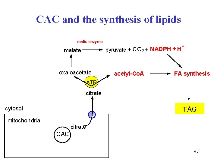 CAC and the synthesis of lipids malic enzyme pyruvate + CO 2 + NADPH