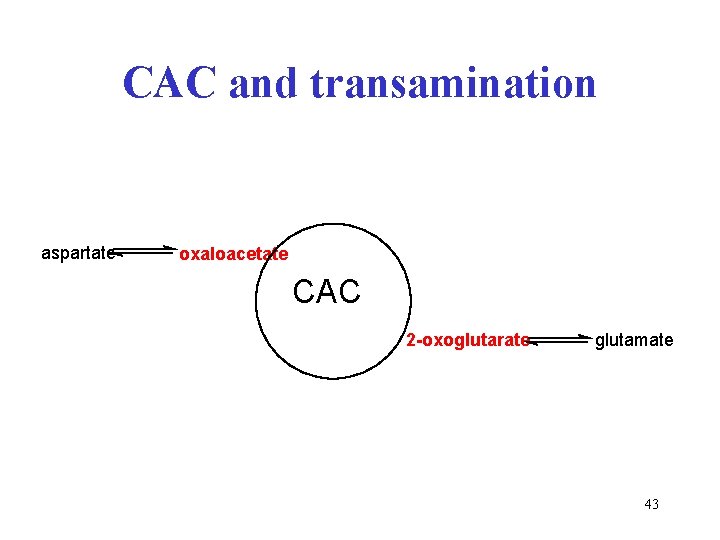 CAC and transamination aspartate oxaloacetate CAC 2 -oxoglutarate glutamate 43 