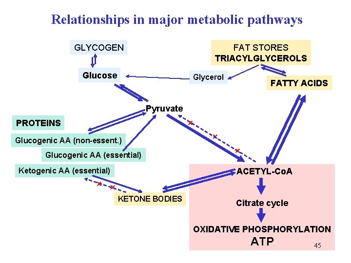 Relationships in major metabolic pathways GLYCOGEN FAT STORES TRIACYLGLYCEROLS Glucose Glycerol FATTY ACIDS Pyruvate